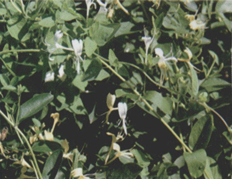 金銀花 (附: 山銀花、忍冬藤、忍冬葉、銀花子)